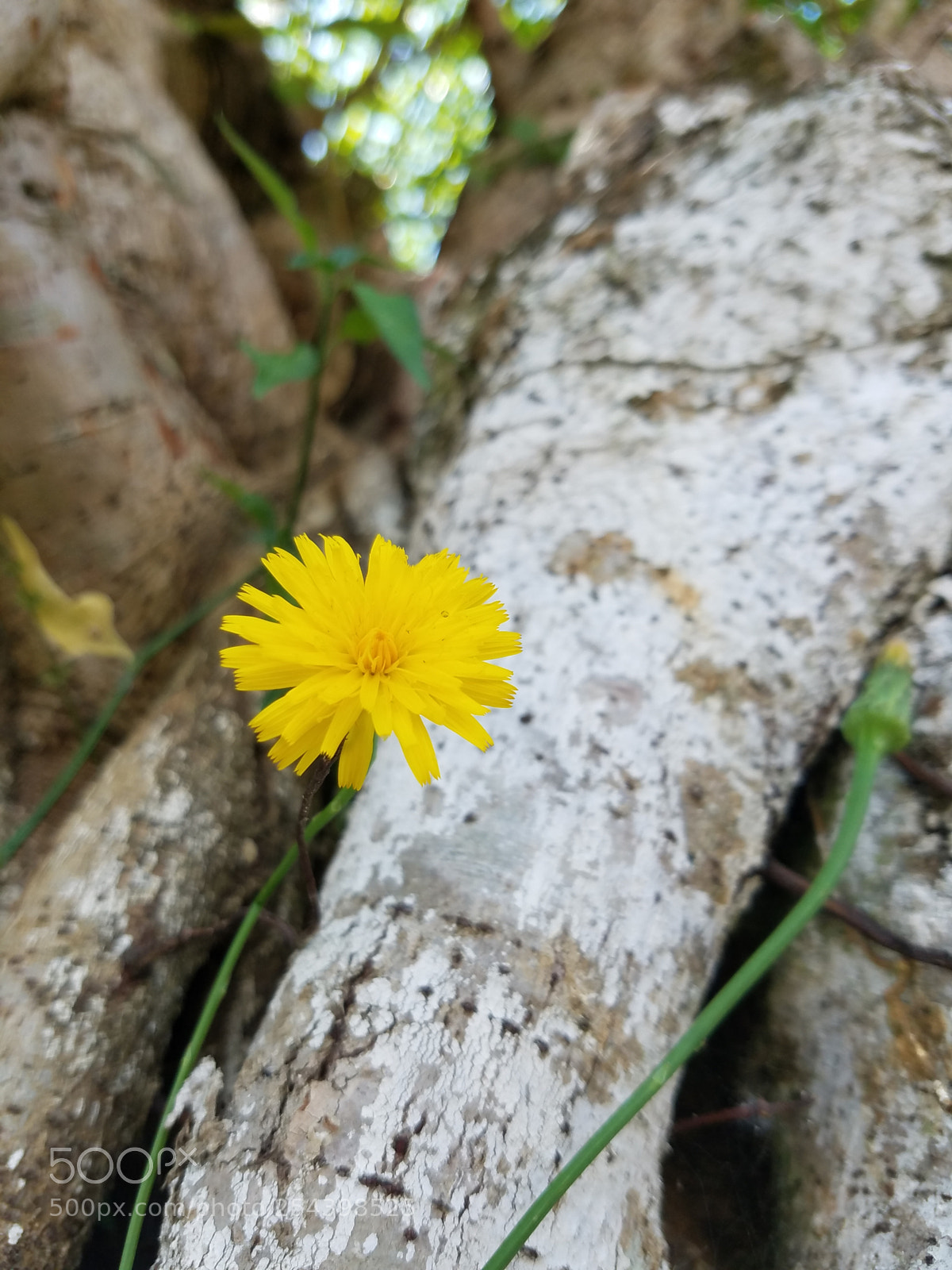 Samsung Galaxy S7 sample photo. Untitled photography