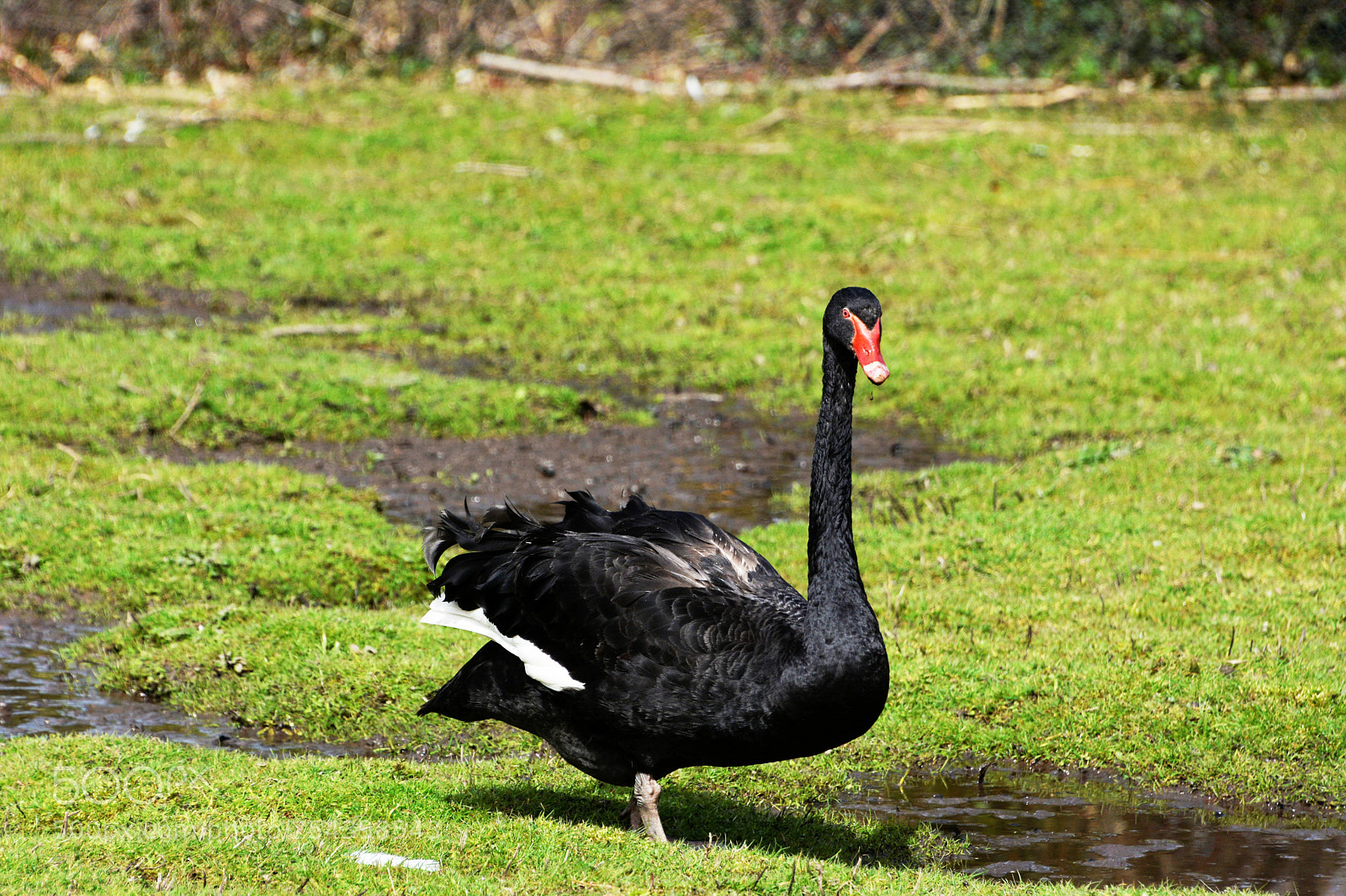 Nikon D7100 sample photo. Black swan photography