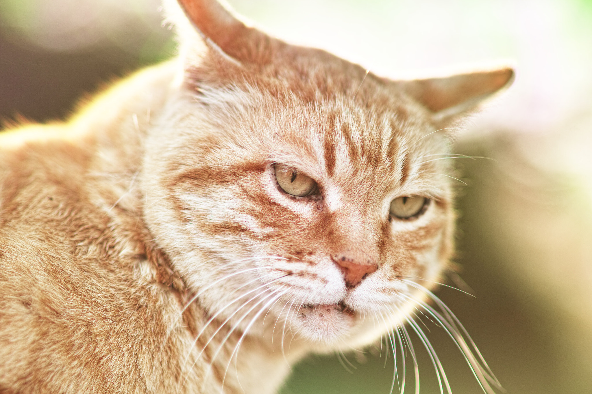 Sigma SD1 Merrill + Sigma 85mm F1.4 EX DG HSM sample photo. Cat every day photography