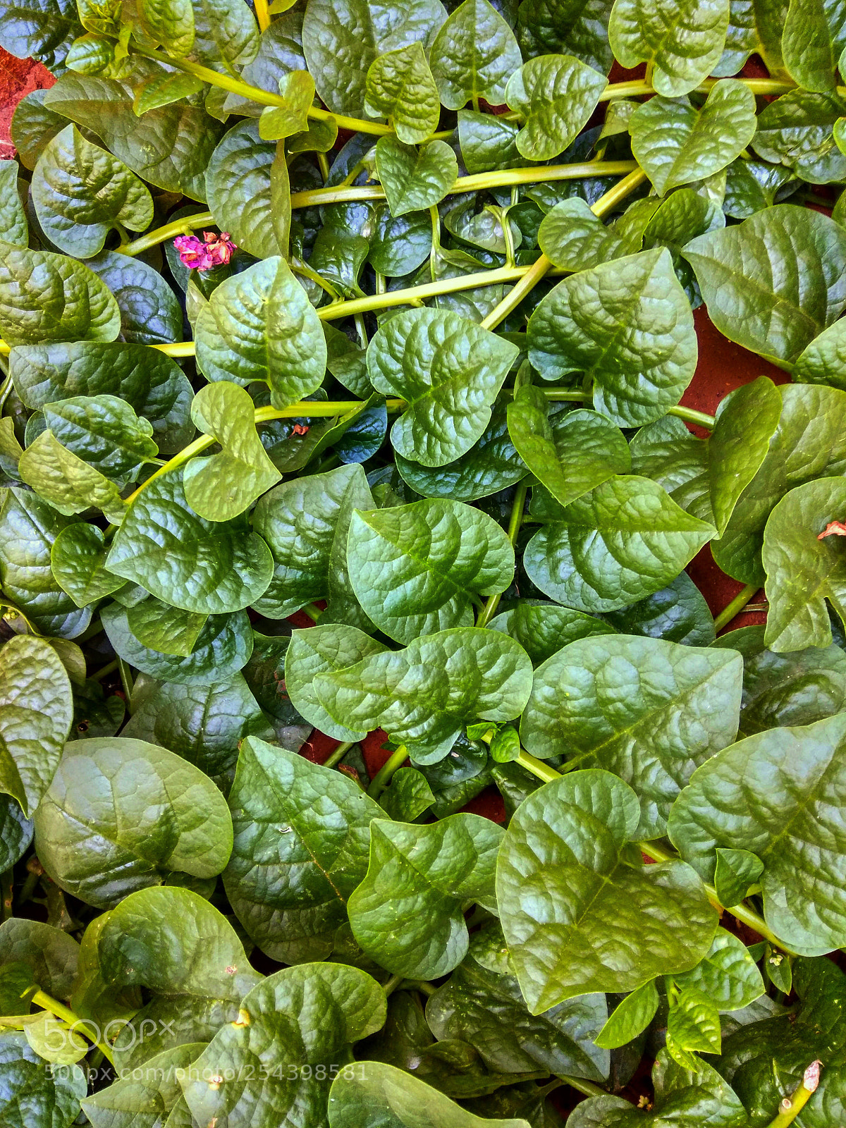 Xiaomi Redmi Note 4 sample photo. Untitled photography