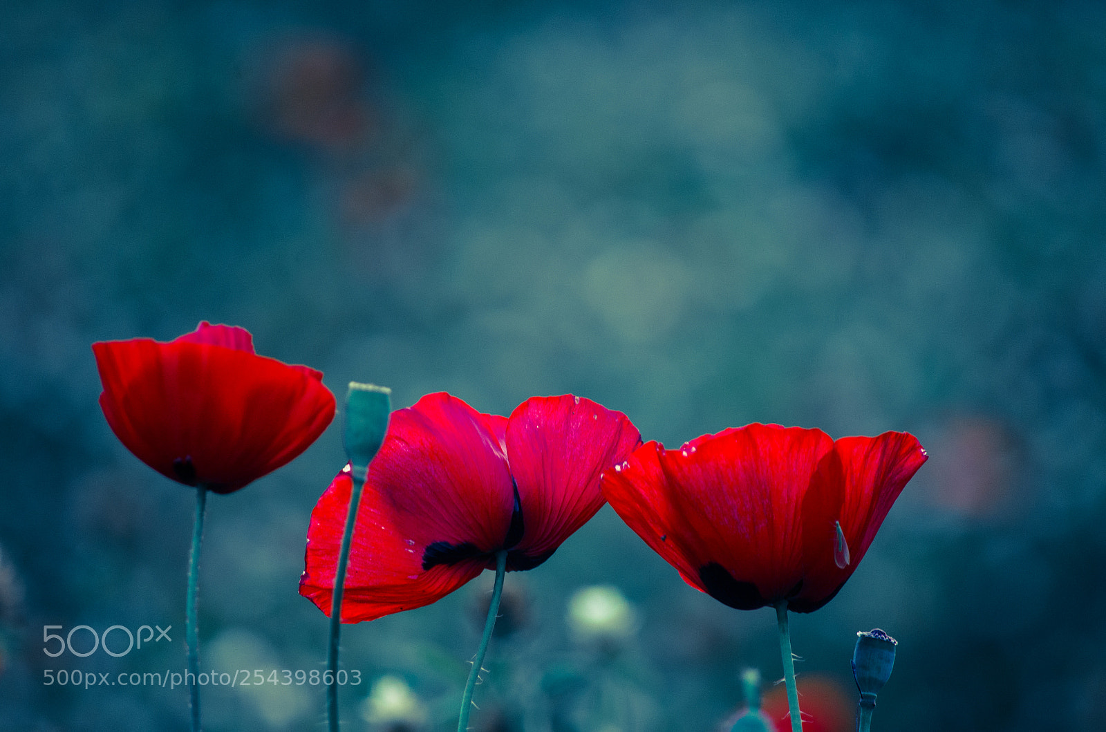 Nikon D7000 sample photo. Red trio photography