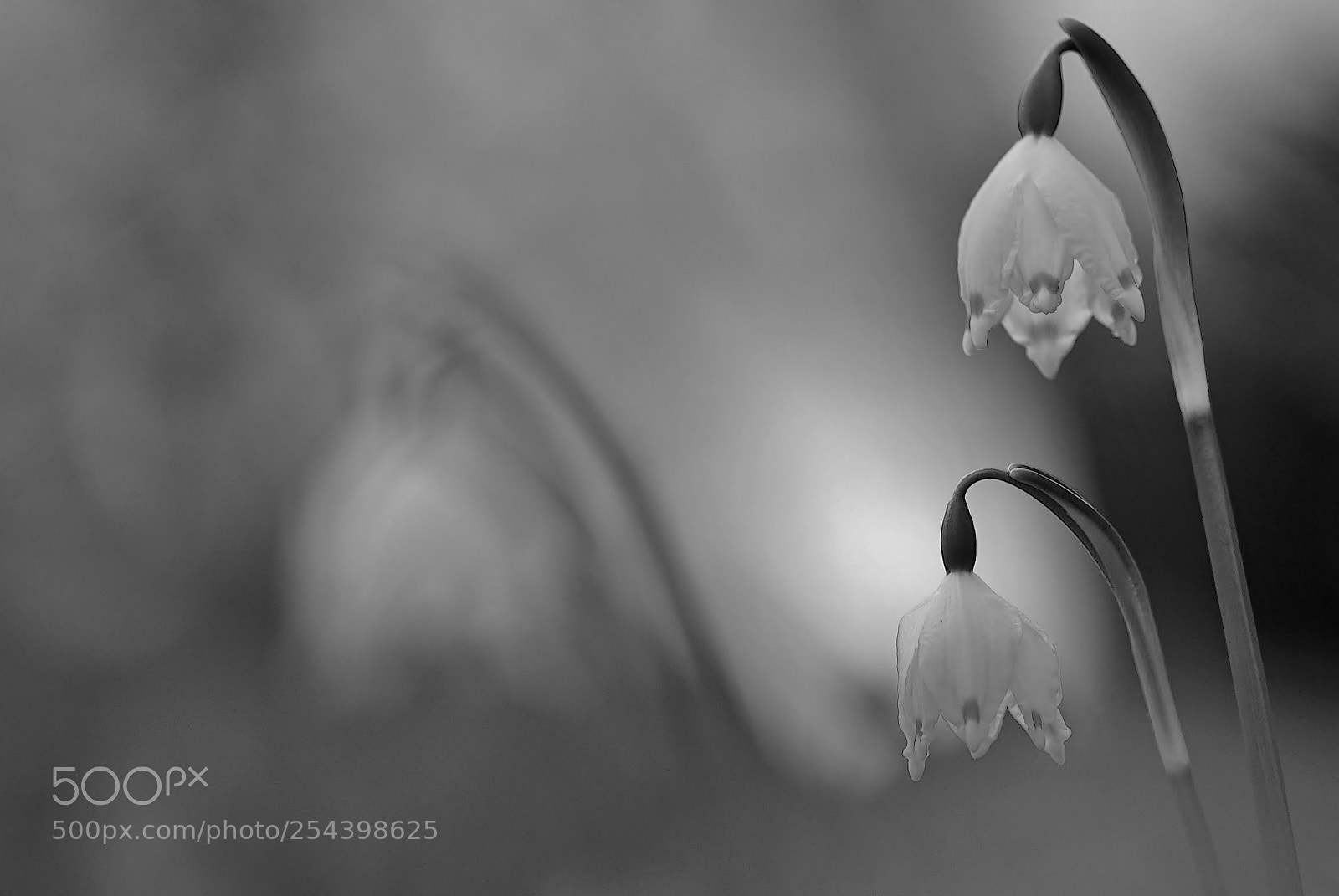 Sony ILCA-77M2 sample photo. Flowers in the light photography