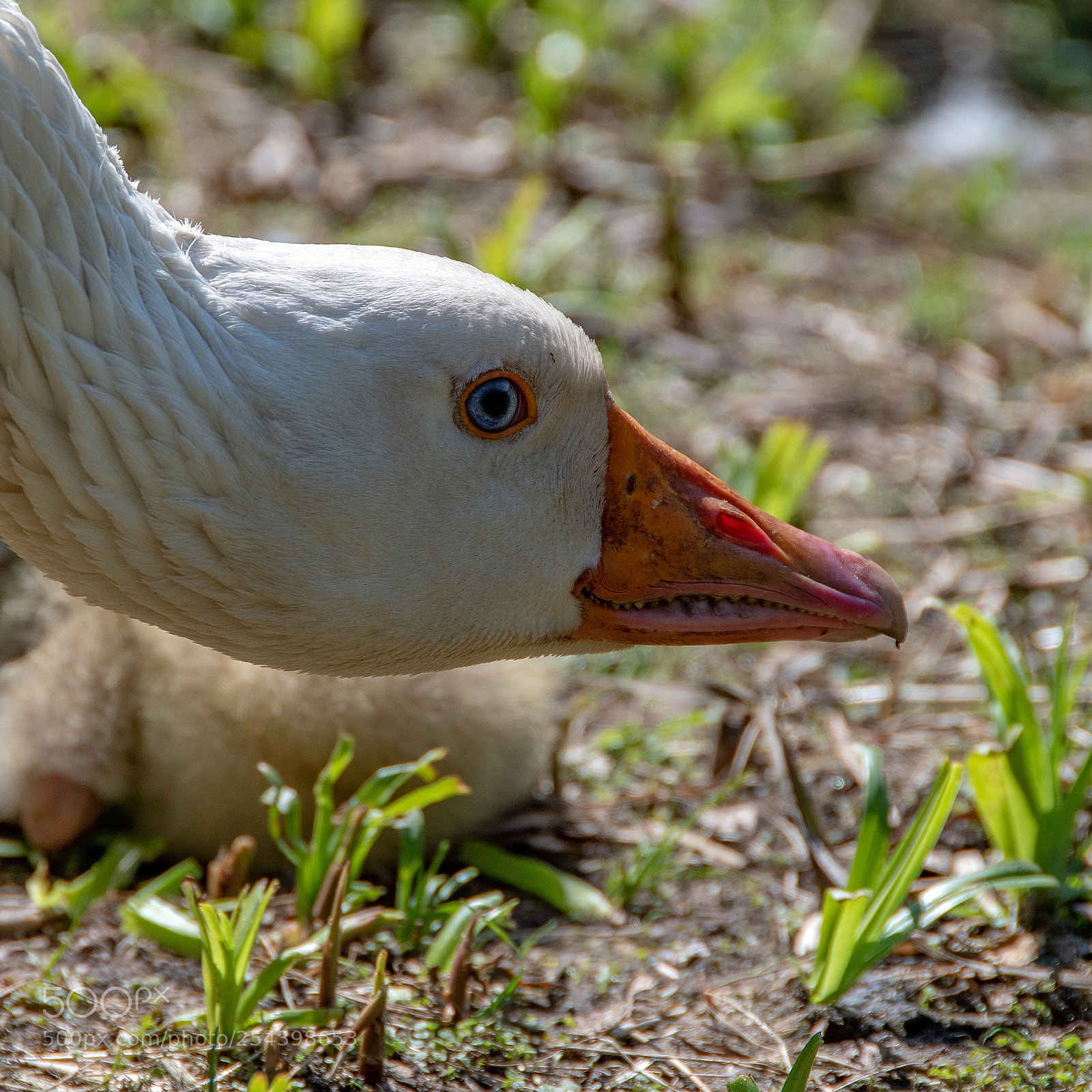 Nikon D500 sample photo. Gans photography