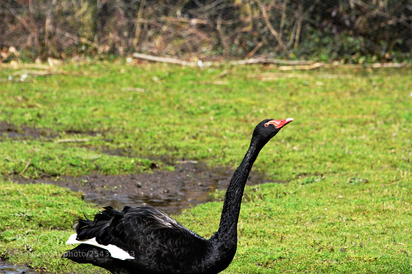 Nikon D7100 sample photo. Black swan photography