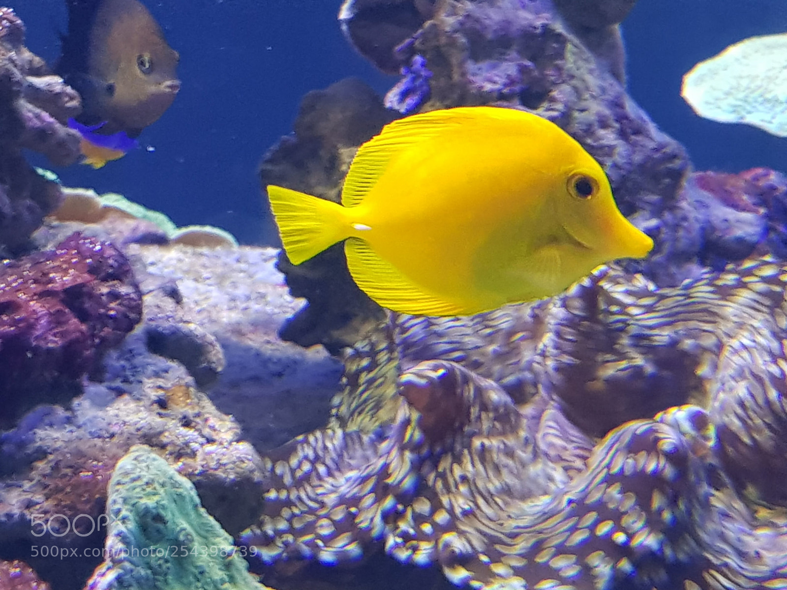 Samsung Galaxy S8 sample photo. Smiling fish photography
