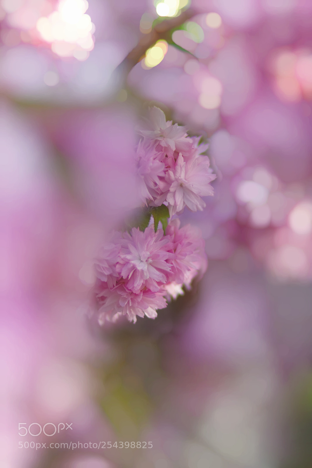 Canon EOS 750D (EOS Rebel T6i / EOS Kiss X8i) sample photo. Pink blossom photography