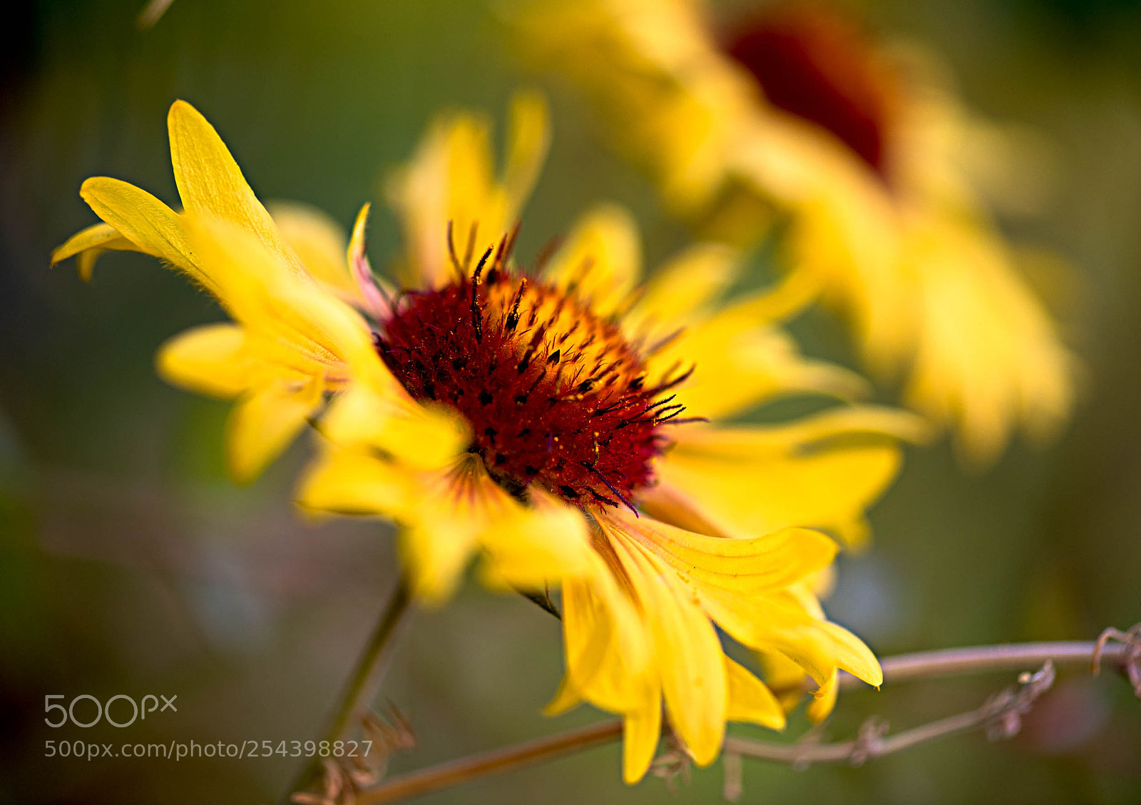 Nikon D810 sample photo. Flowering in yellow photography