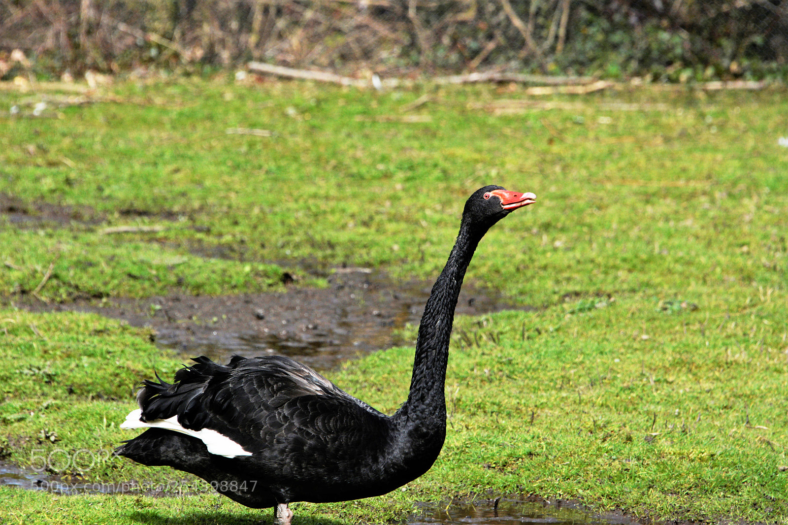 Nikon D7100 sample photo. Black swan photography