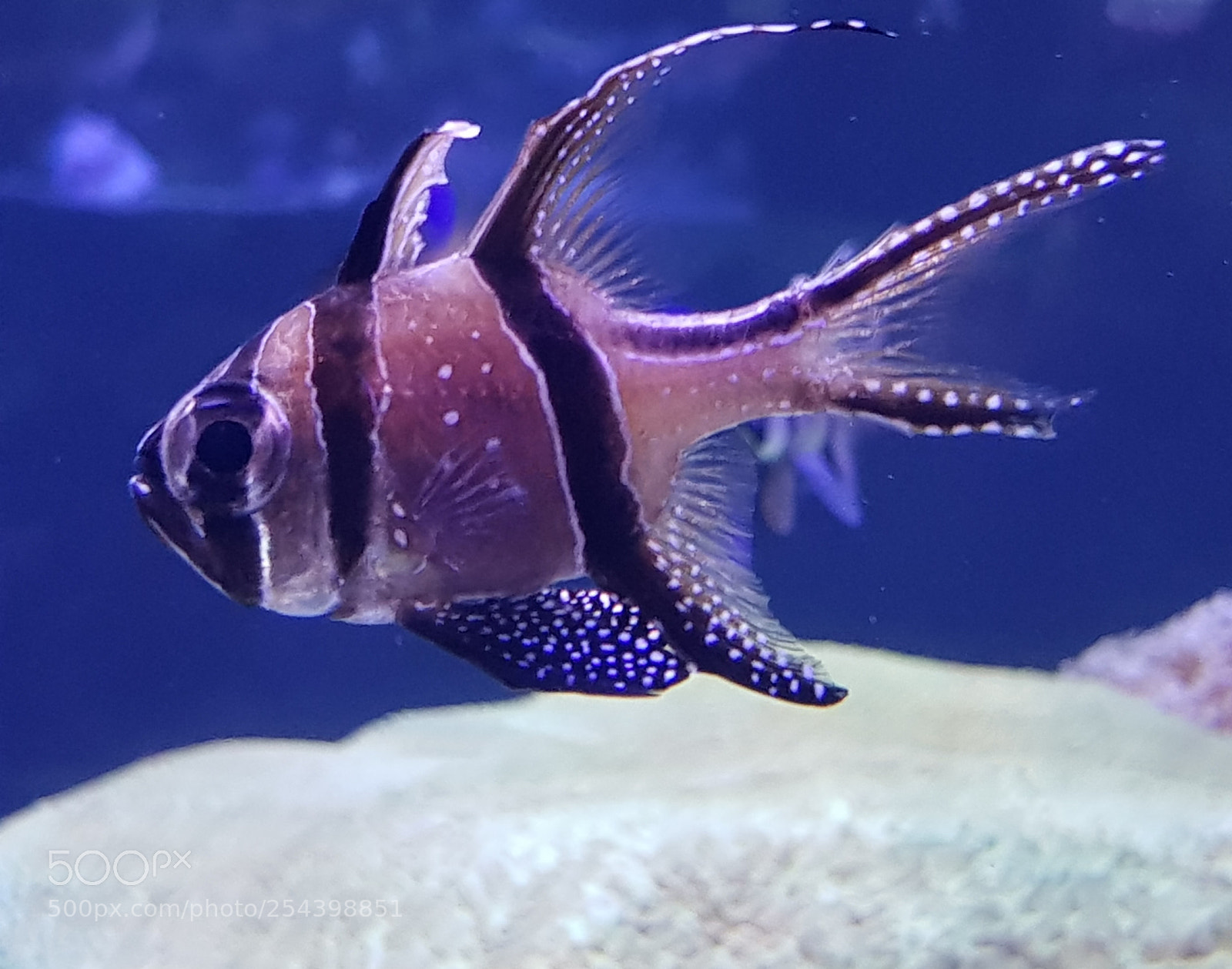 Samsung Galaxy S8 sample photo. Beautiful photography
