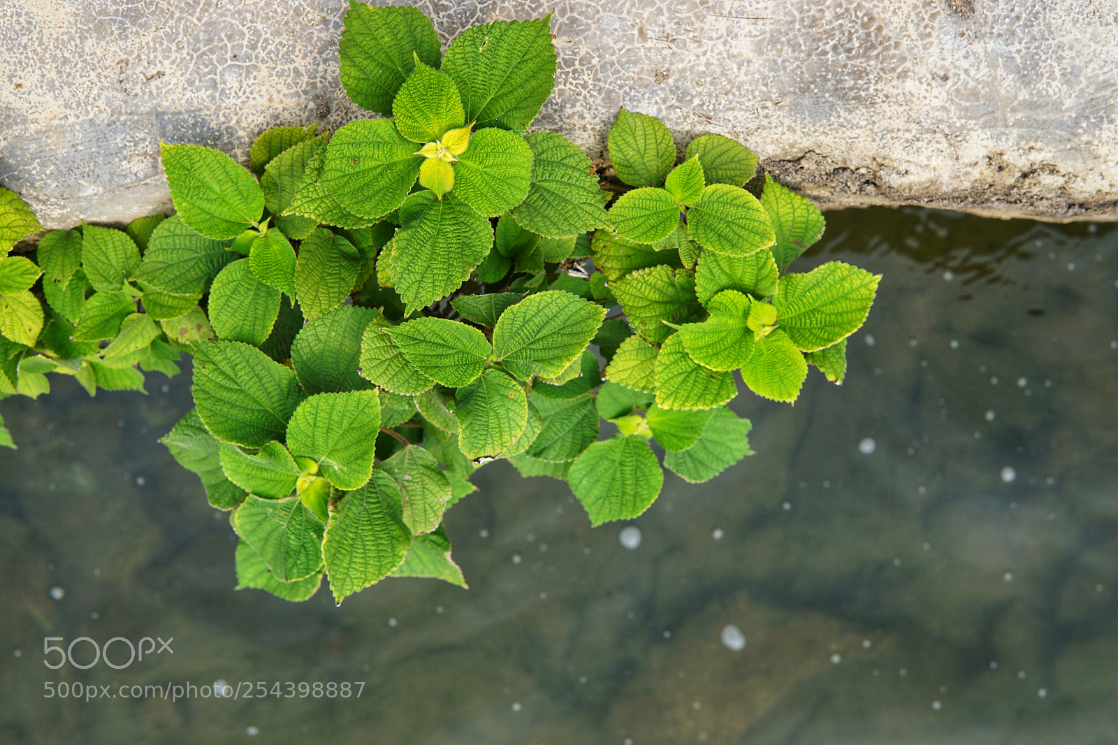 Sony a6000 sample photo. Green leaf photography