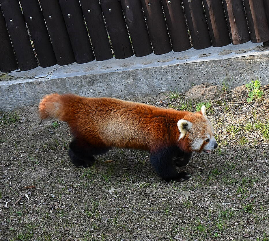 Nikon D3400 sample photo. Untitled photography
