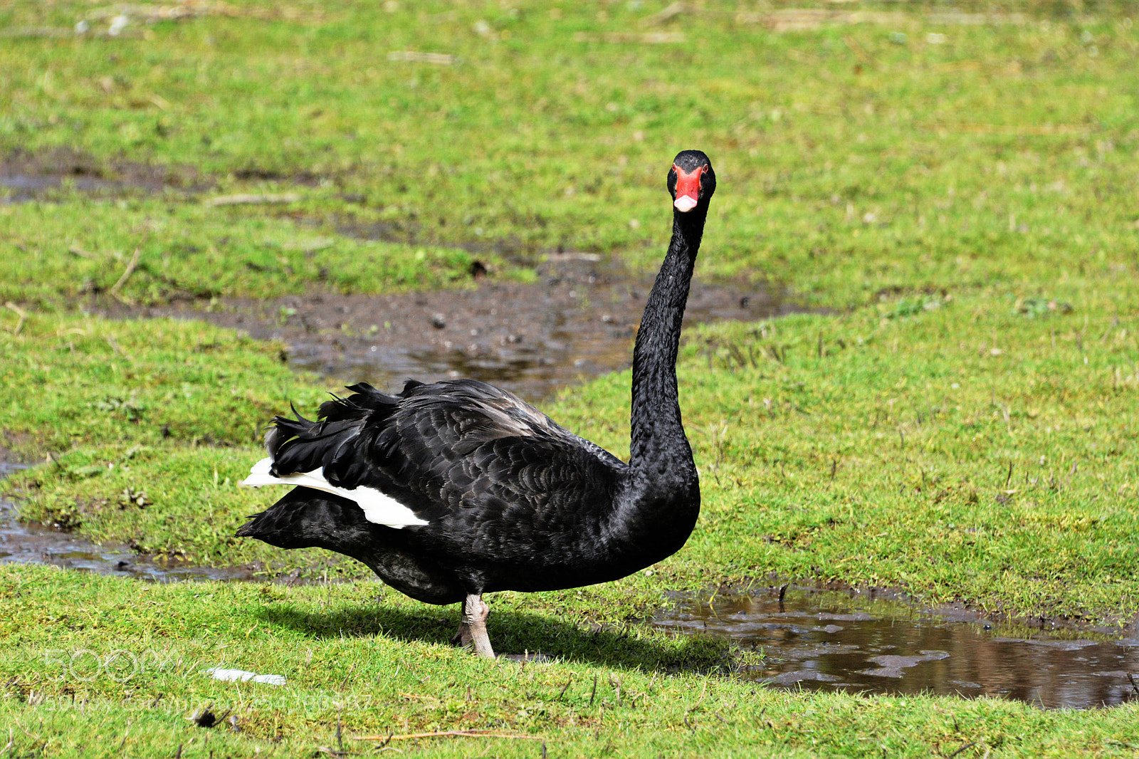 Nikon D7100 sample photo. Black swan photography