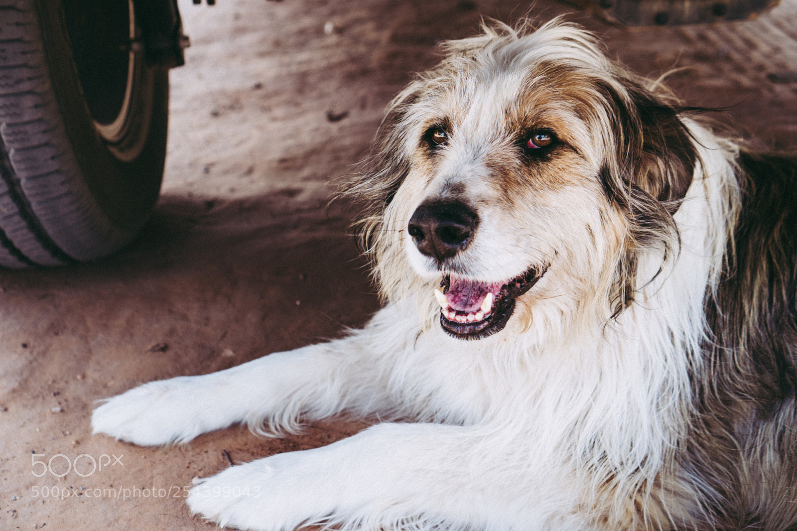 Sony a6300 sample photo. Tommy two shoes photography