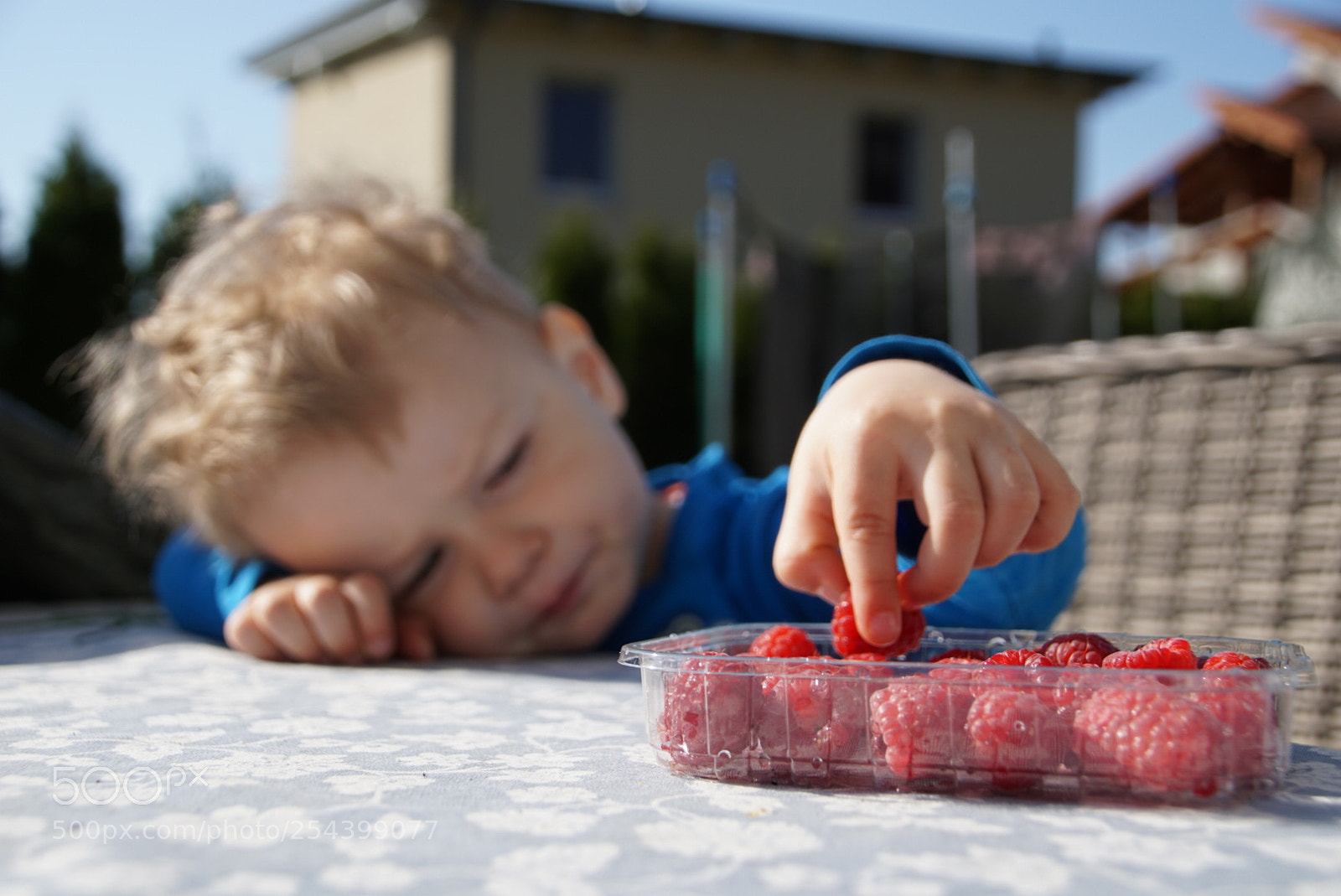 Sony a6000 sample photo. Completely relaxed eating raspberries photography