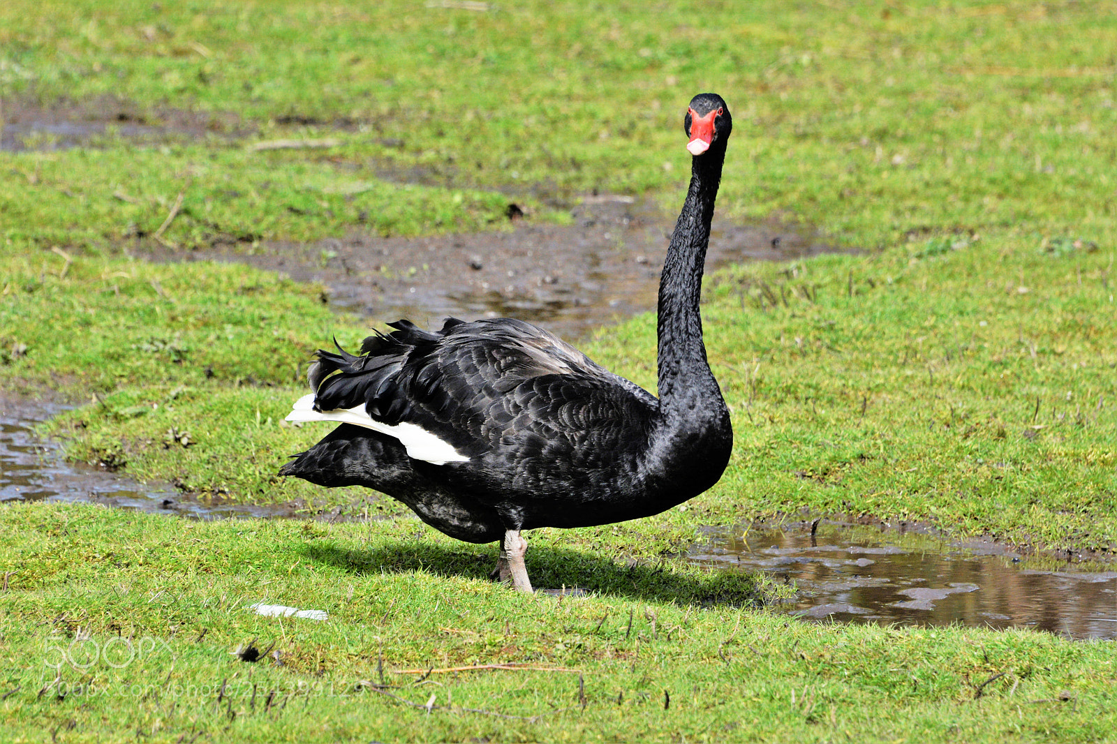 Nikon D7100 sample photo. Black swan photography