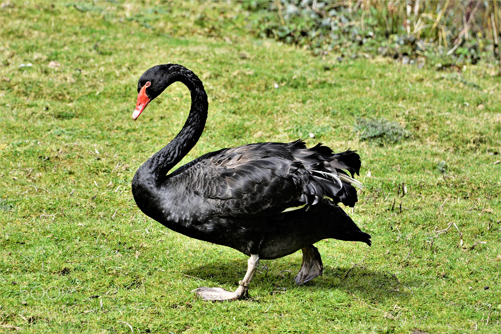Nikon D7100 sample photo. Black swan photography
