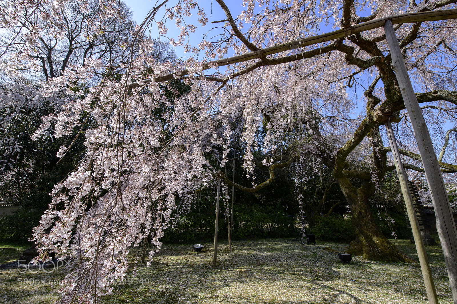 Nikon D850 sample photo. The light on the photography