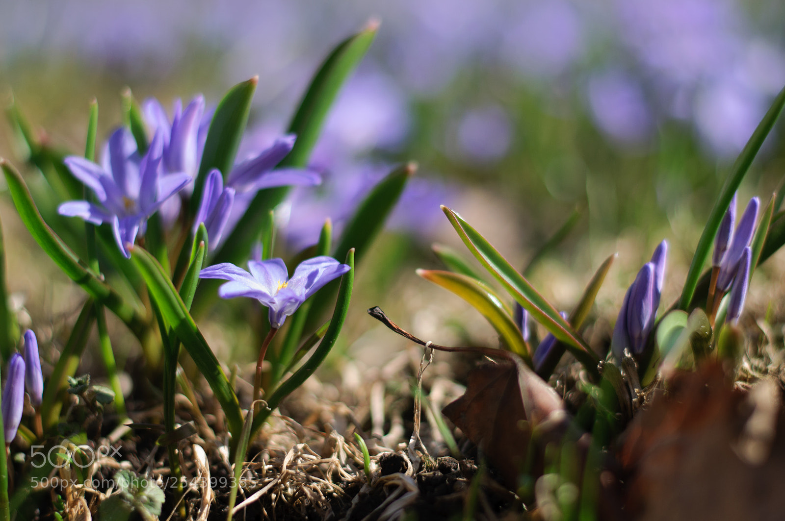 Nikon D90 sample photo. Chionodoxa luciliae photography