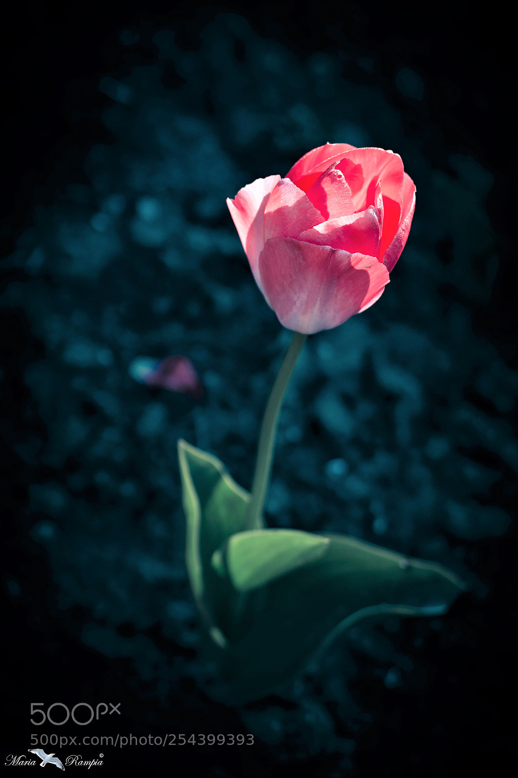 Canon EOS 70D sample photo. Morning light photography