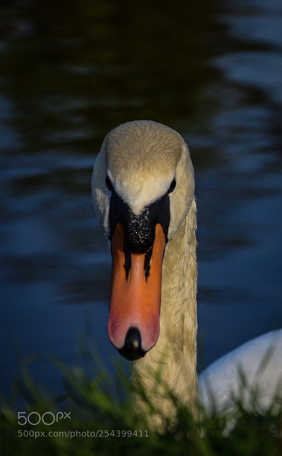 Nikon D7000 sample photo. Hello photography
