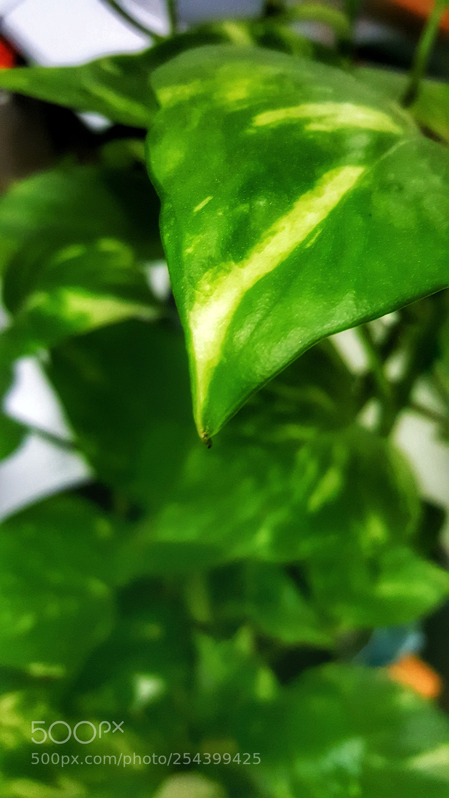 Samsung Galaxy Note5 sample photo. 20170927_135342-01.jpeg photography
