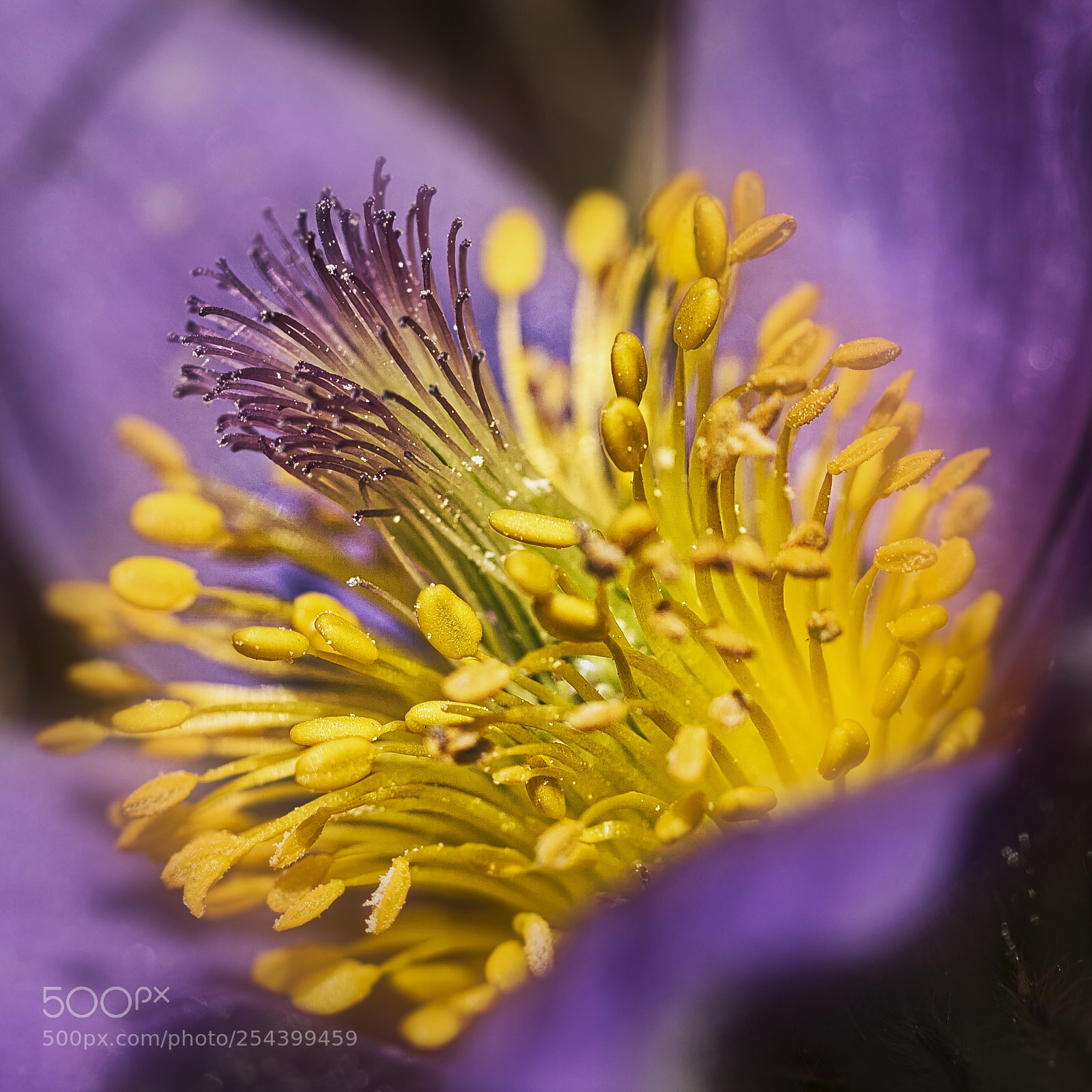 Sony ILCA-77M2 sample photo. Pulsatilla vulgaris photography