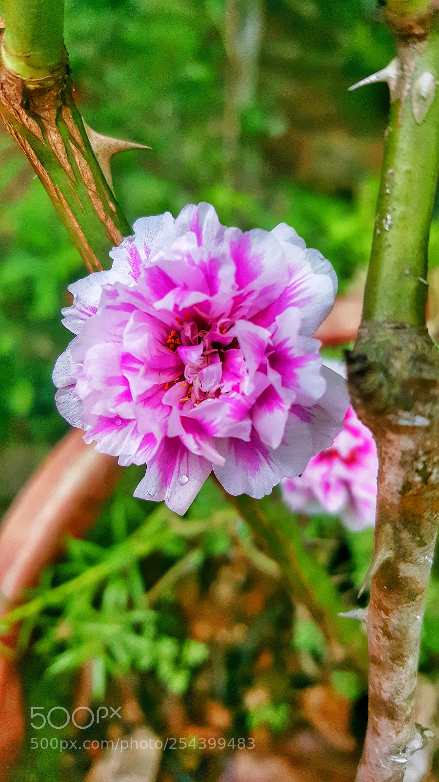 Samsung Galaxy Note5 sample photo. 20171014_105814-01.jpeg photography
