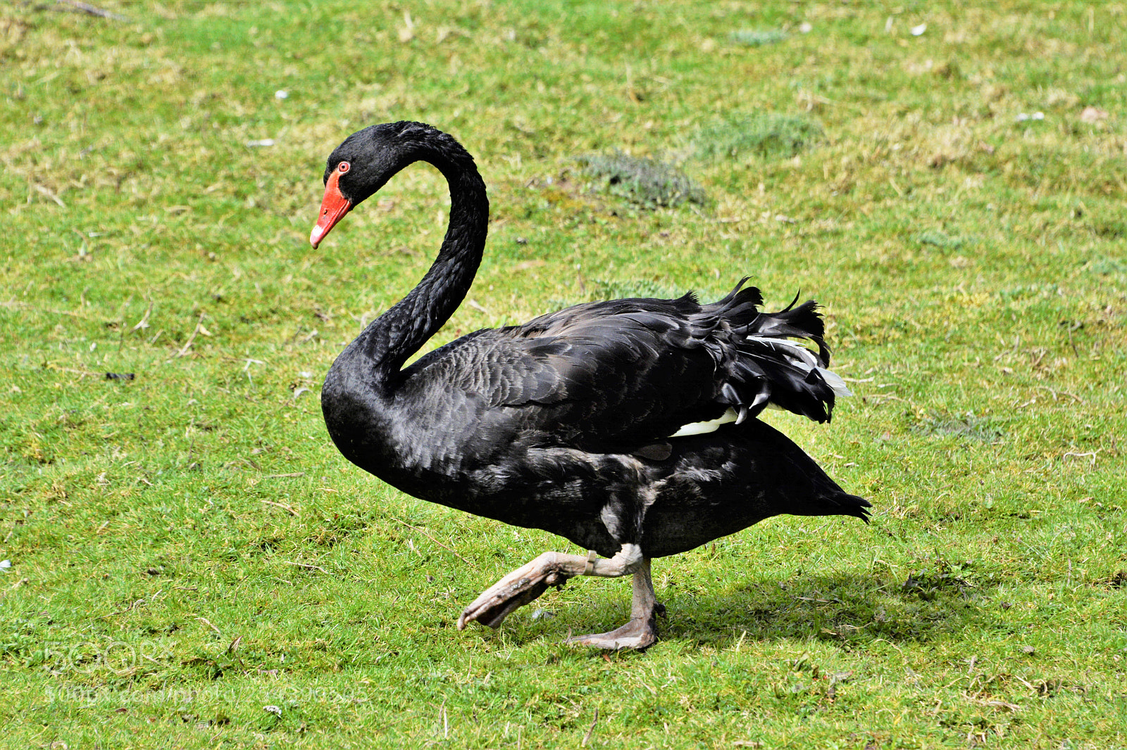 Nikon D7100 sample photo. Black swan photography