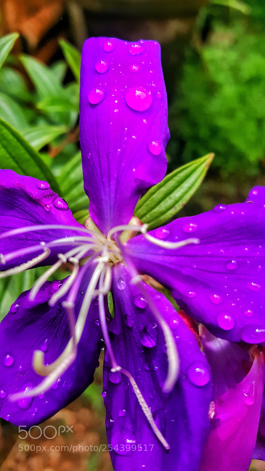 Samsung Galaxy Note5 sample photo. 20171014_105845-01.jpeg photography