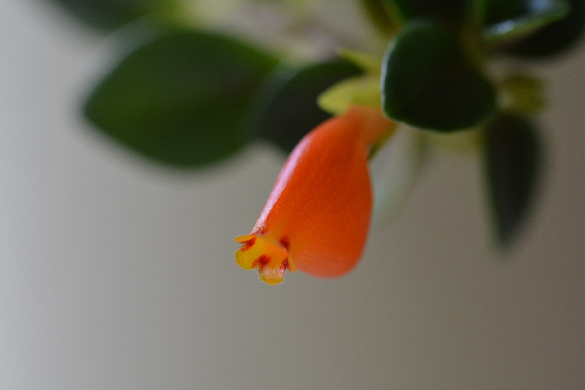 Nikon D7100 sample photo. Solitary photography