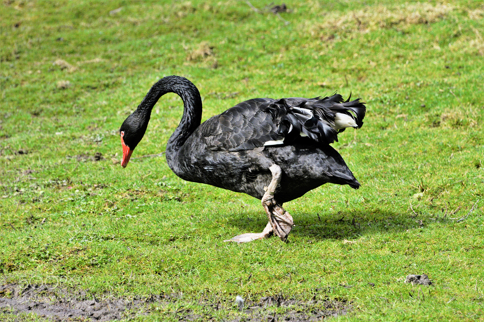 Nikon D7100 sample photo. Black swan photography