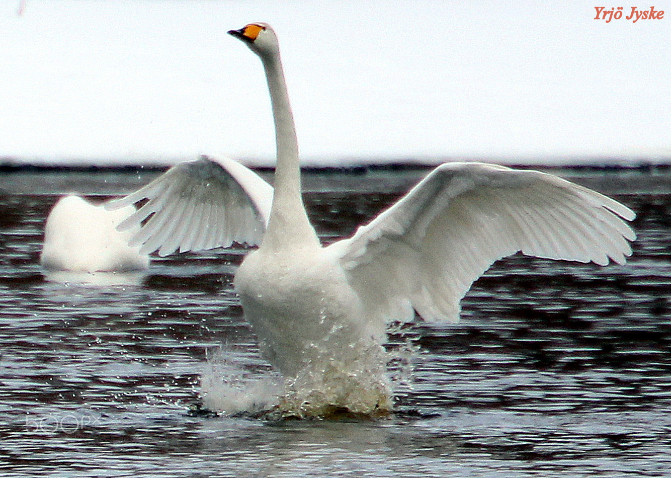Canon EOS 700D (EOS Rebel T5i / EOS Kiss X7i) sample photo. Wings photography