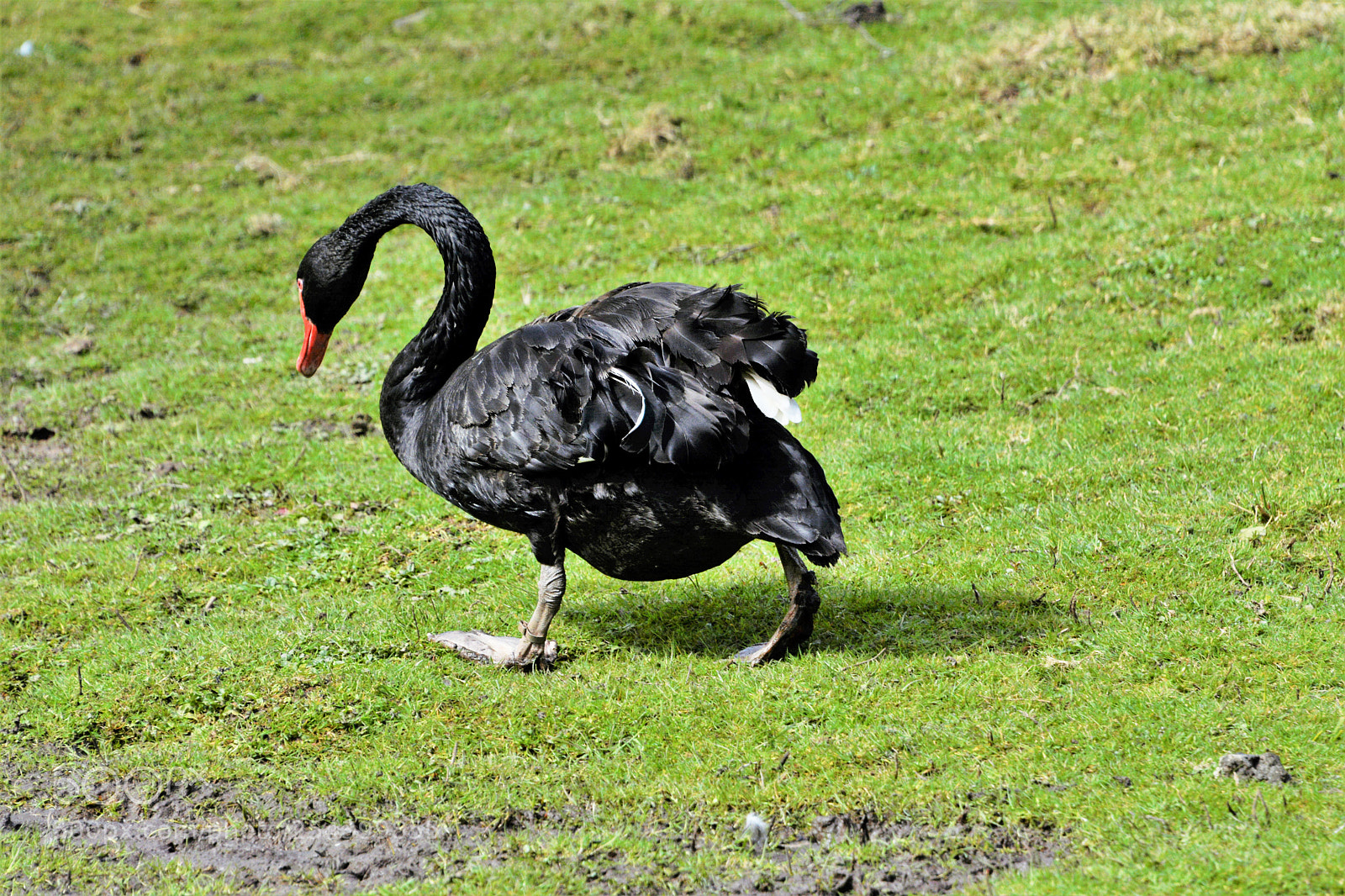 Nikon D7100 sample photo. Black swan photography
