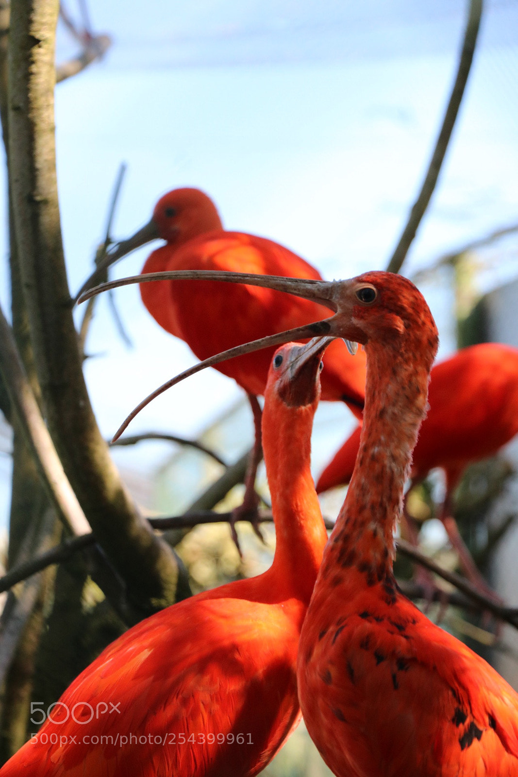 Canon EOS 750D (EOS Rebel T6i / EOS Kiss X8i) sample photo. Red ibis photography