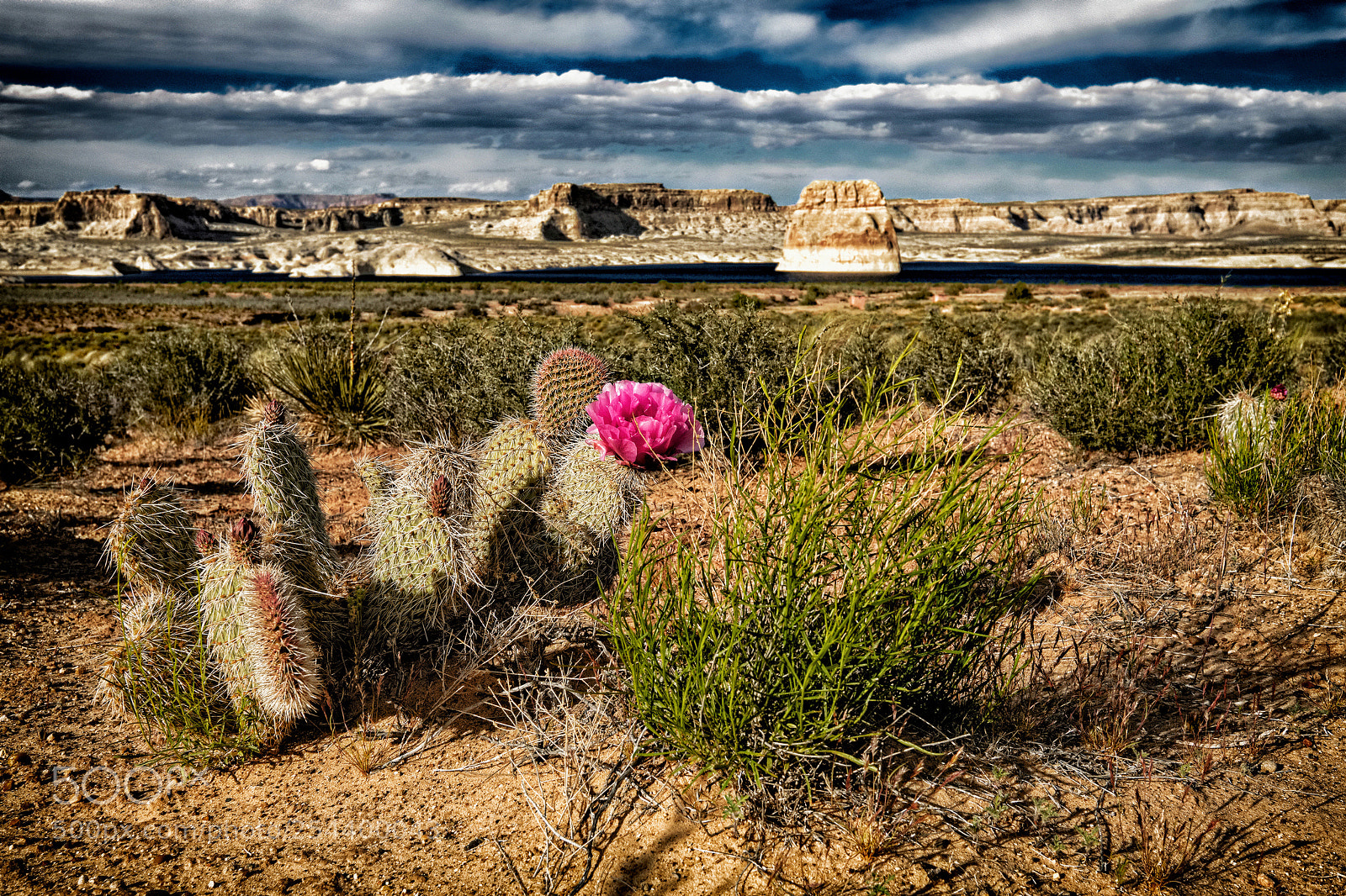 Fujifilm X-T1 sample photo. Cactus, sky and arizona photography