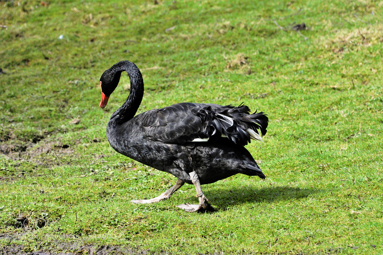Nikon D7100 sample photo. Black swan photography