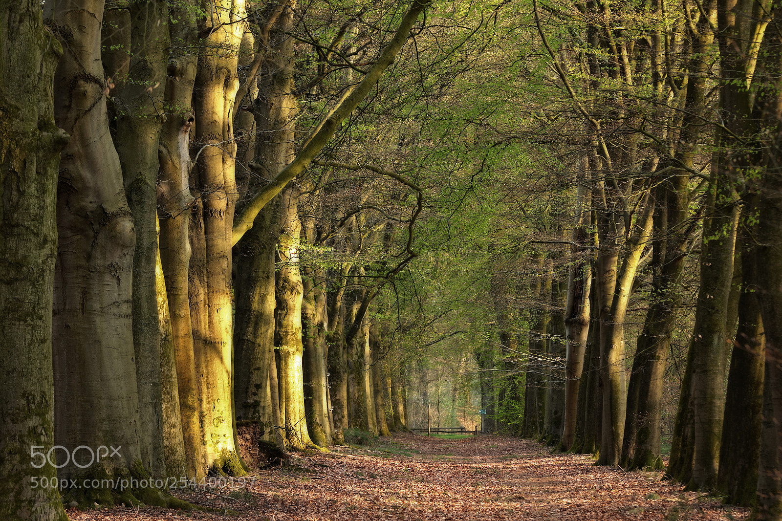 Canon EOS 7D Mark II sample photo. Grandmother's path photography