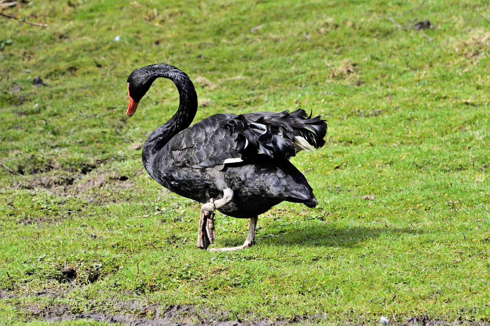 Nikon D7100 sample photo. Black swan photography