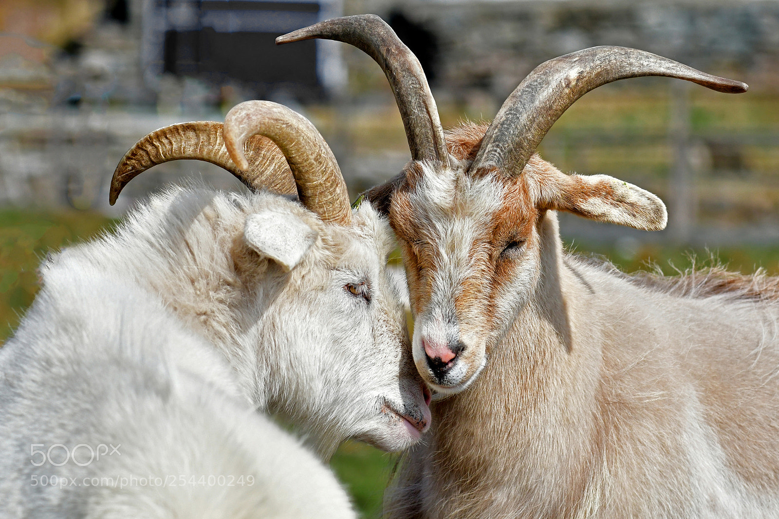 Nikon D500 sample photo. Goats photography