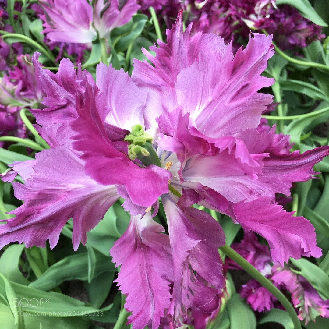 Apple iPhone 6s Plus sample photo. Cresp tulip. keukenhof garden photography