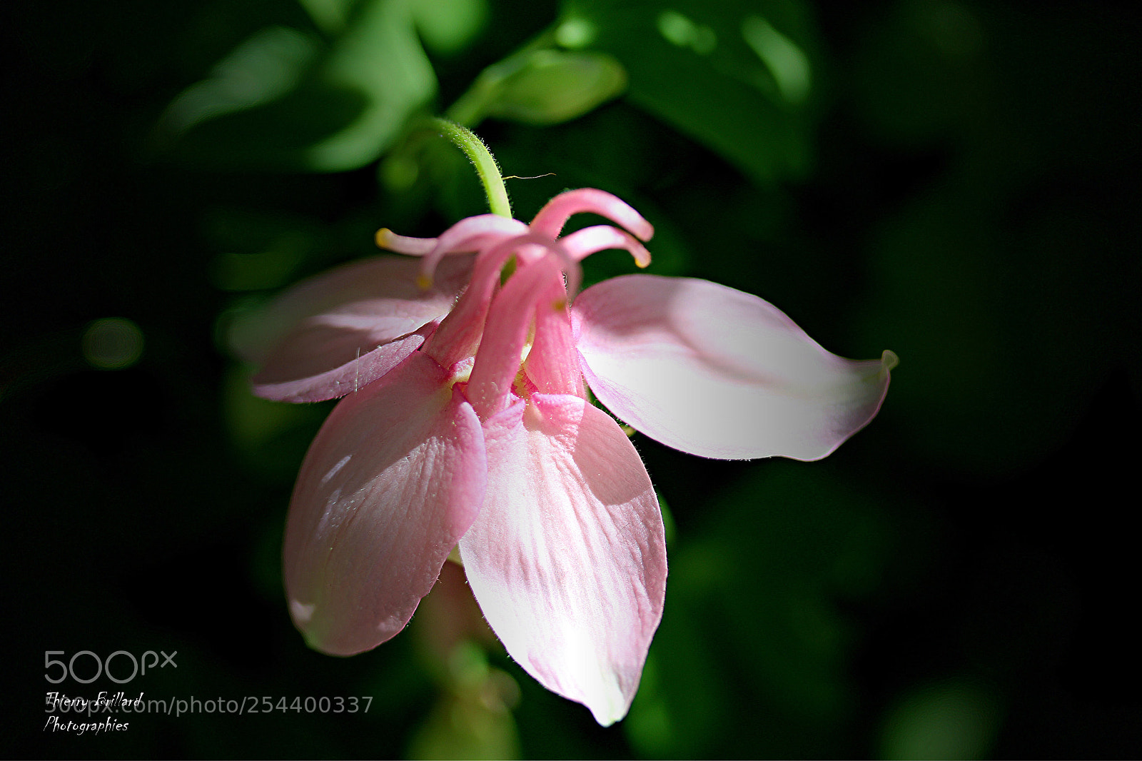 Canon EOS 600D (Rebel EOS T3i / EOS Kiss X5) sample photo. Jolie fleur rose photography
