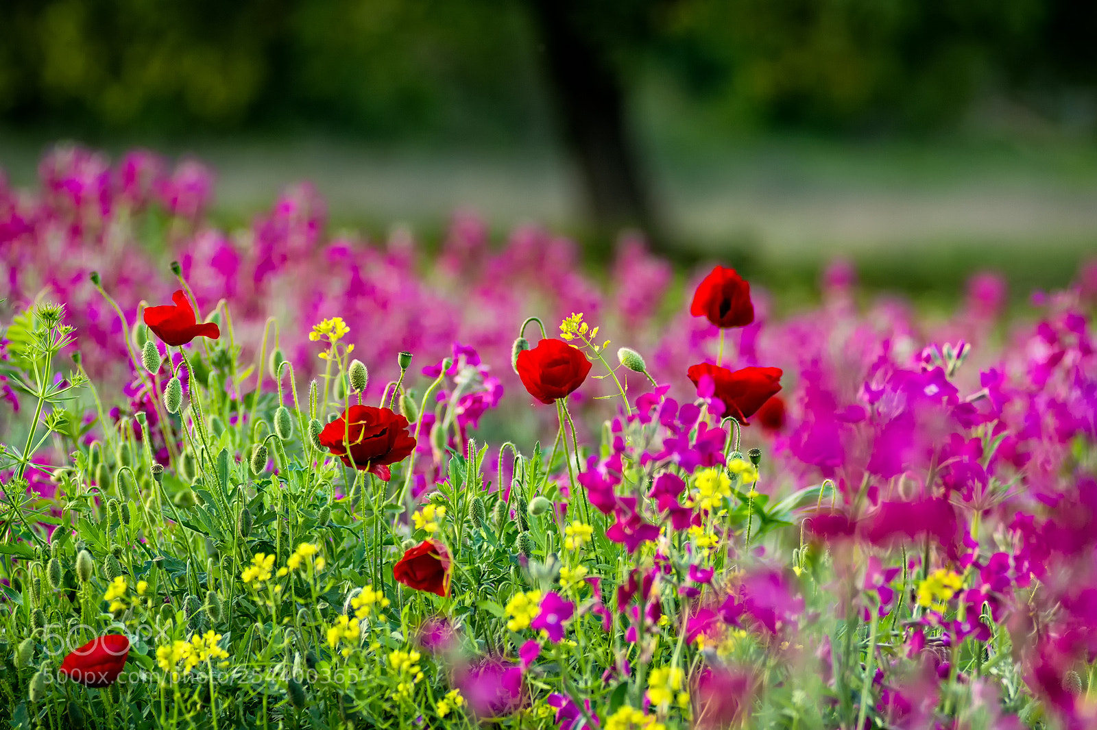 Nikon D7100 sample photo. Poppies photography