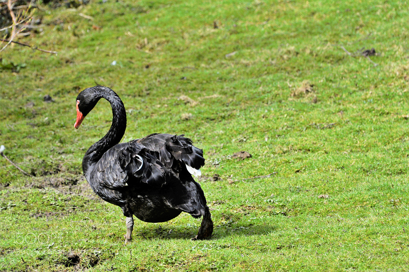 Nikon D7100 sample photo. Black swan photography