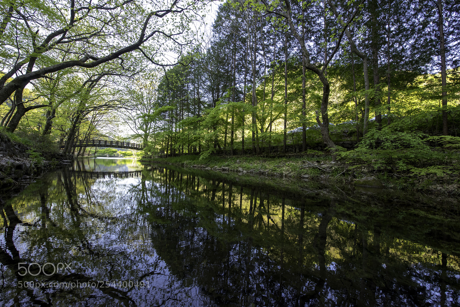 Nikon D810 sample photo. Spring of woods photography