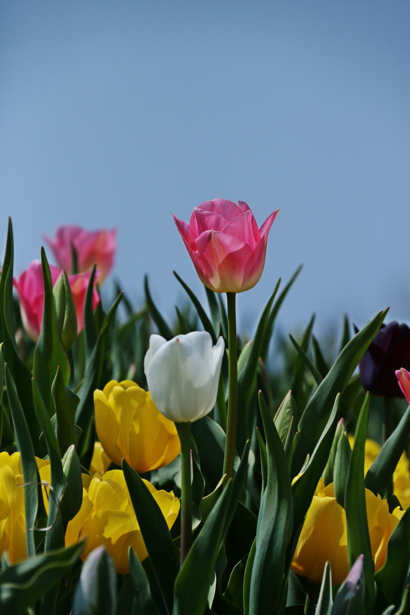 Canon EF-S 18-200mm F3.5-5.6 IS sample photo. Img photography