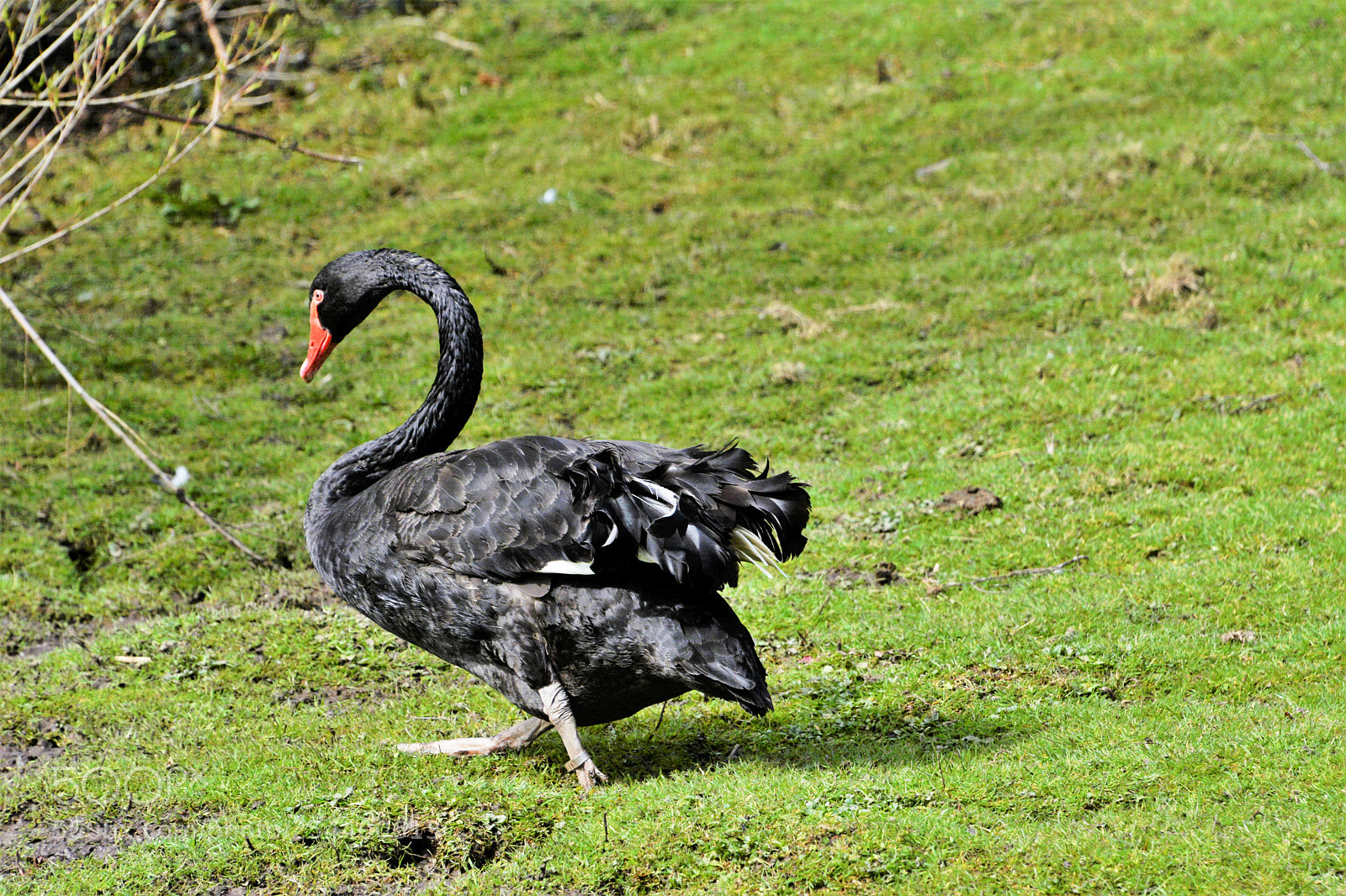 Nikon D7100 sample photo. Black swan photography