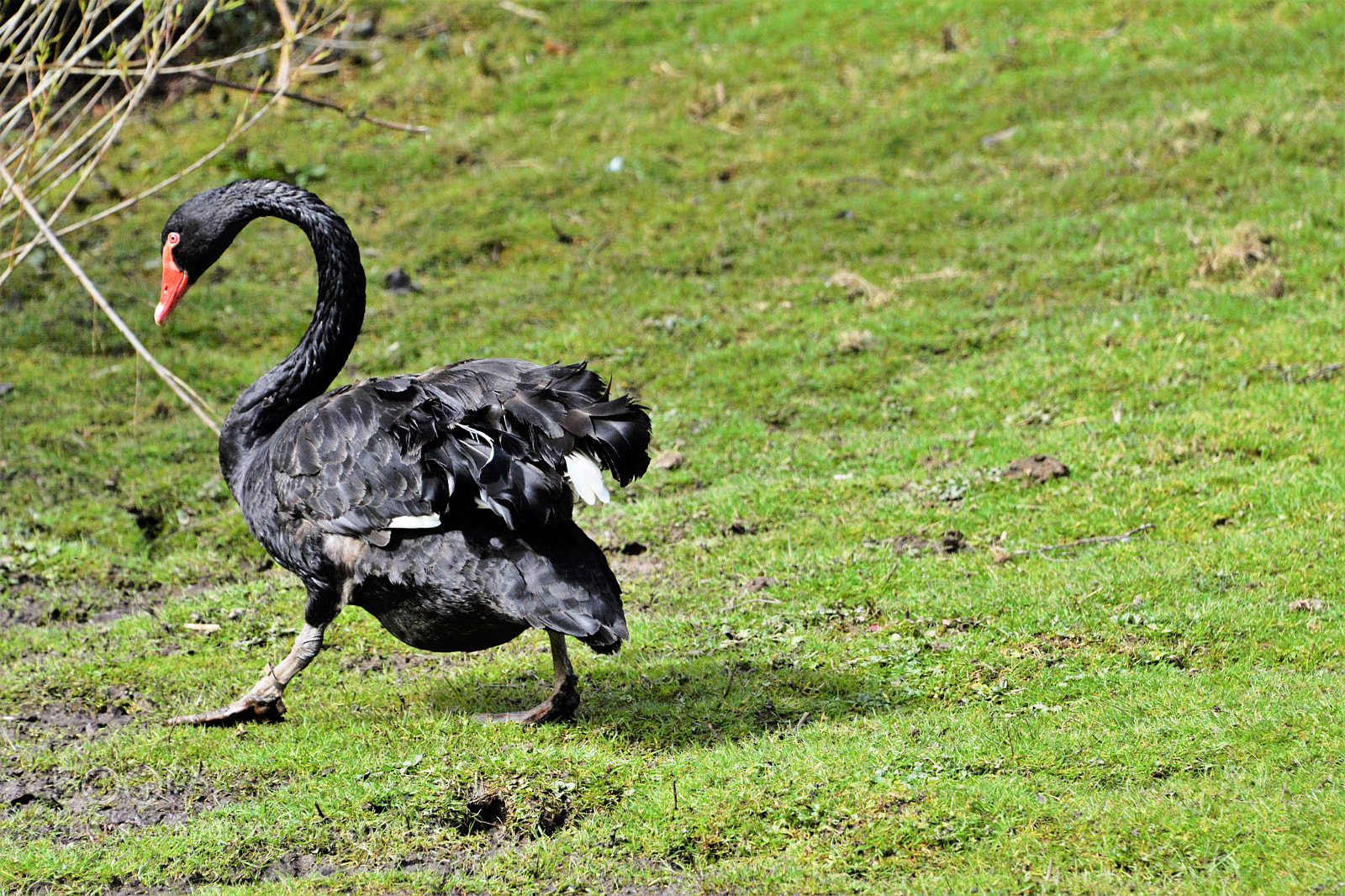 Nikon D7100 sample photo. Black swan photography