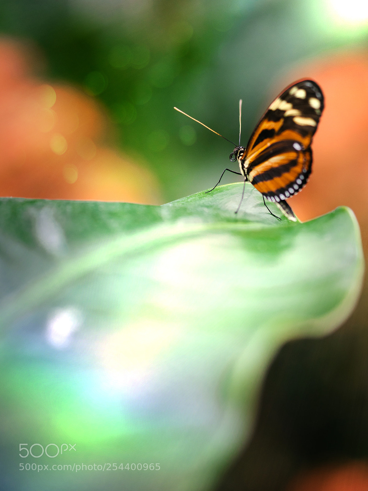 Panasonic Lumix DC-G9 sample photo. Butterfly photography