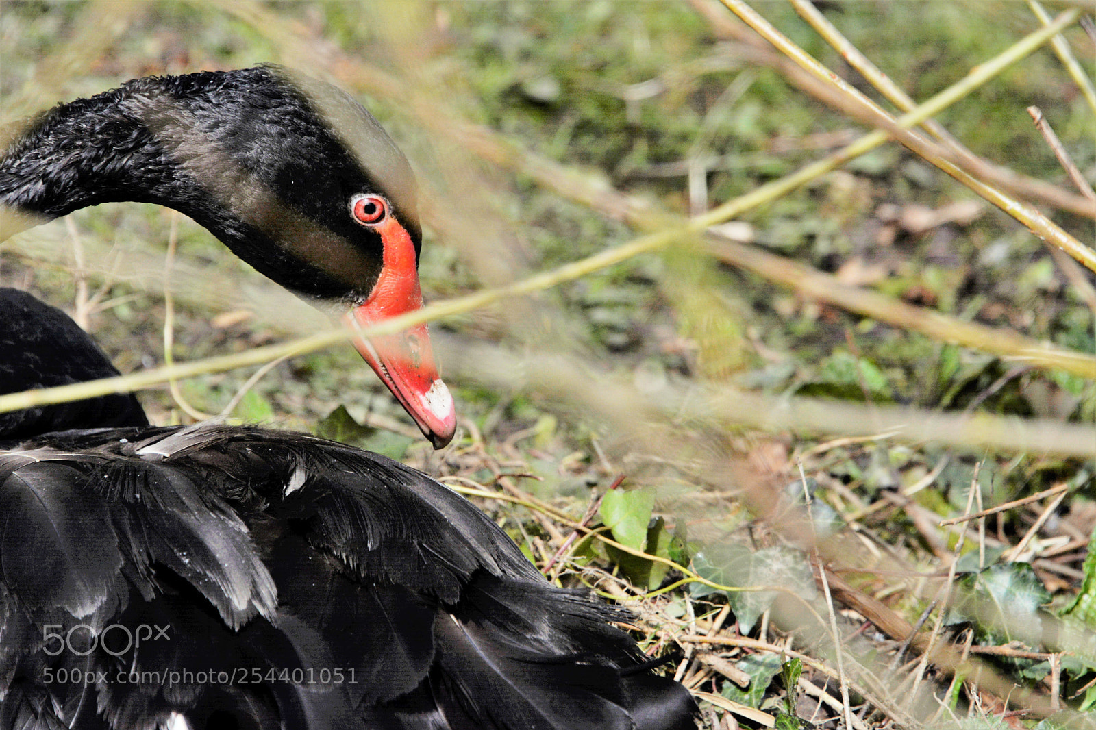Nikon D7100 sample photo. Black swan photography