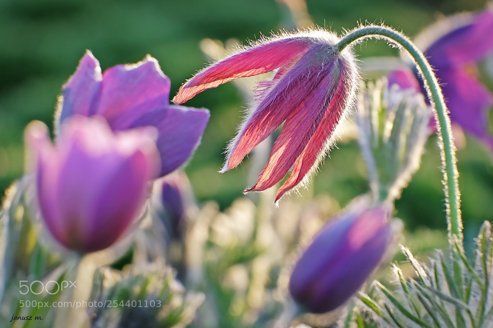 Fujifilm X-T10 sample photo. Spring impression .... photography